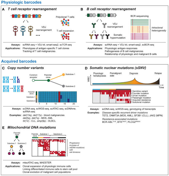 Fig.1 Profiling the repertoires of TCRs and BCRs via sequencing. (OA Literature)